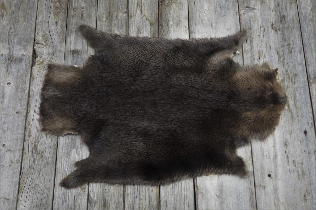 Beaver long hair